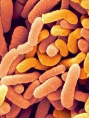 Bifidobacterium Breve (ไบฟิโดแบคทีเรียม บรีฟ)