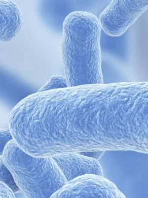 Lactobacillus Plantarum (แล็กโตบาซิลลัส&nbsp;แพลนทารัม)